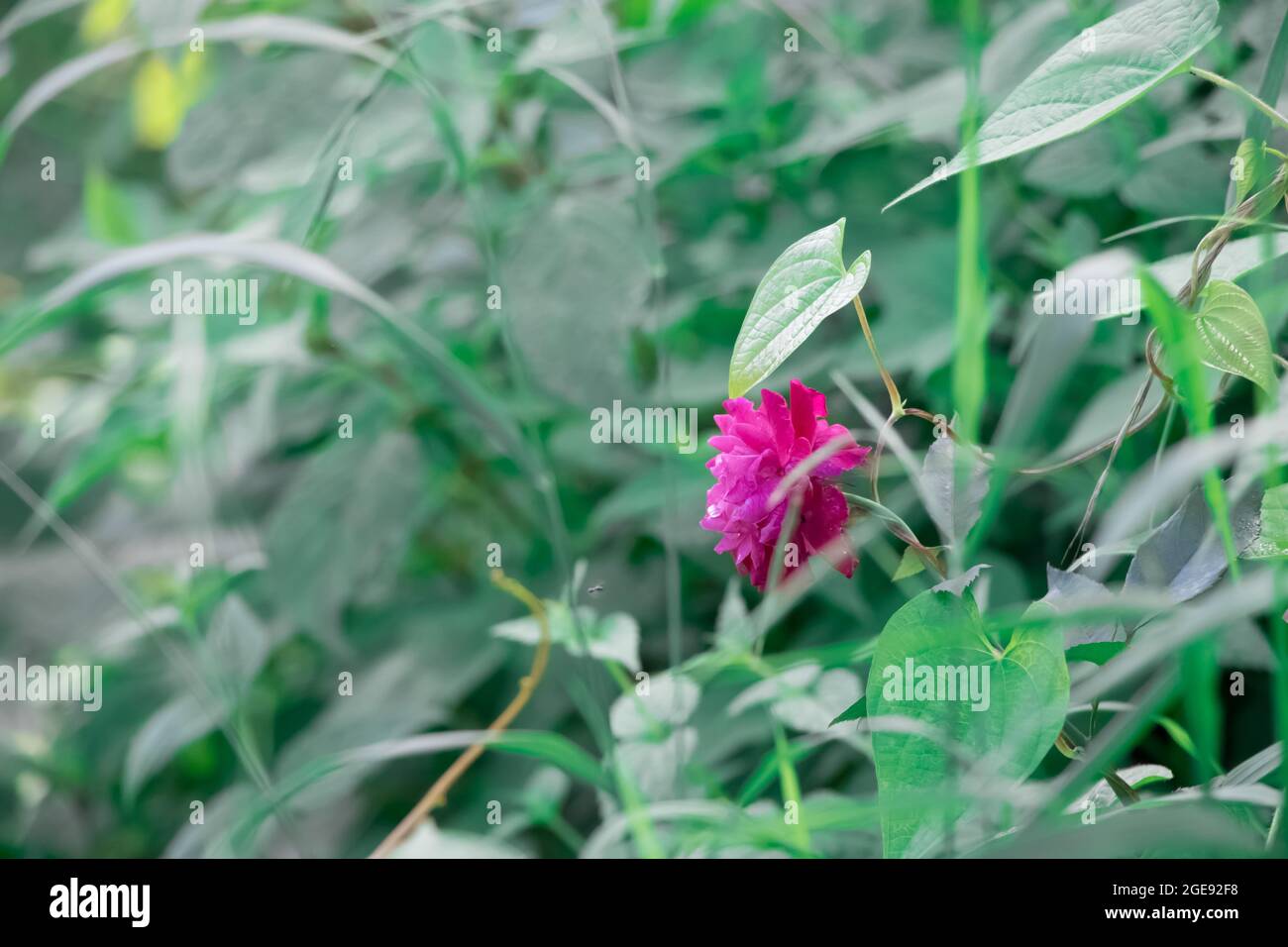 Beautiful flower in the forest hi-res stock photography and images - Alamy