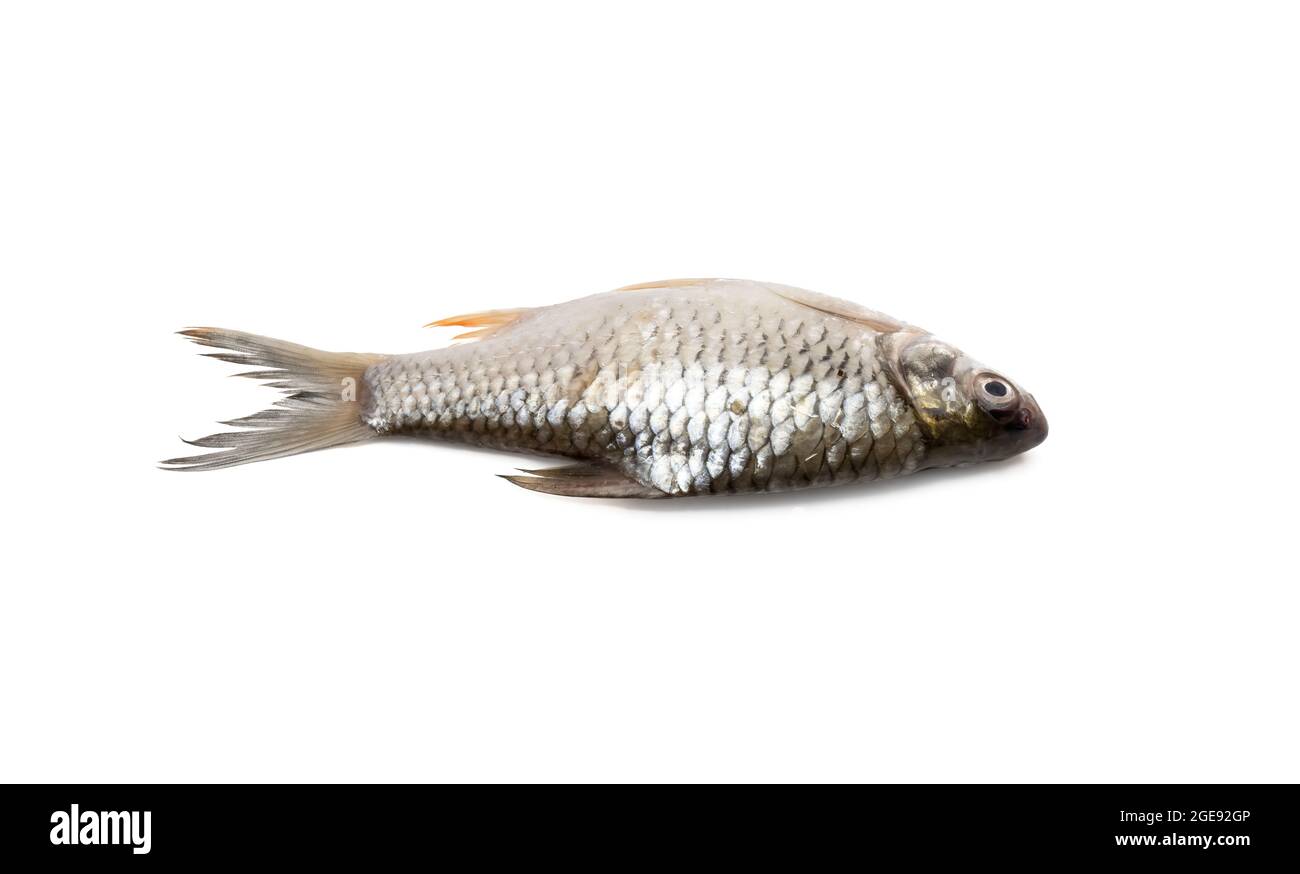 Whole olive silver barb fish close view on isolated white background Stock Photo