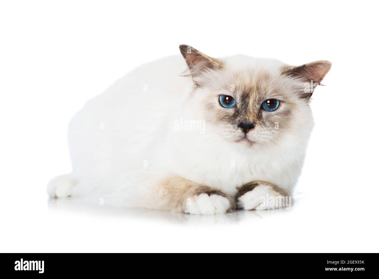 Birman cat isolated on white Stock Photo - Alamy