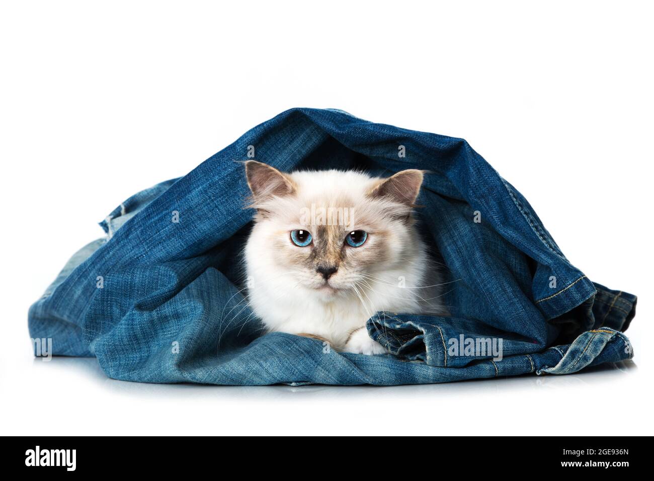 Birman cat isolated on white Stock Photo - Alamy