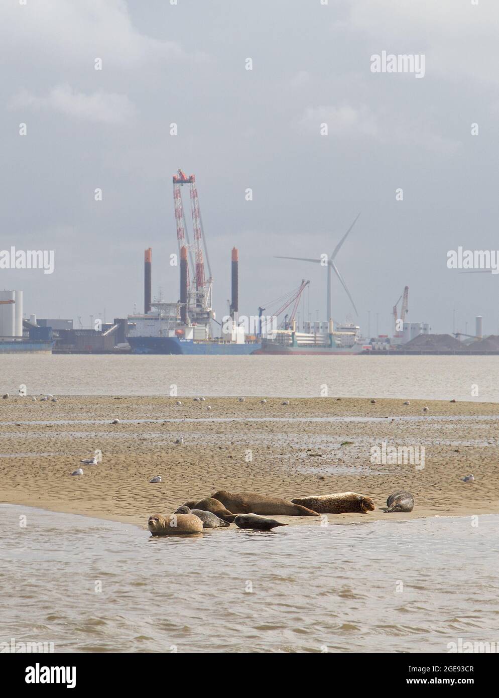 Seals rest on a sandbar with a large industrial area in the background Stock Photo