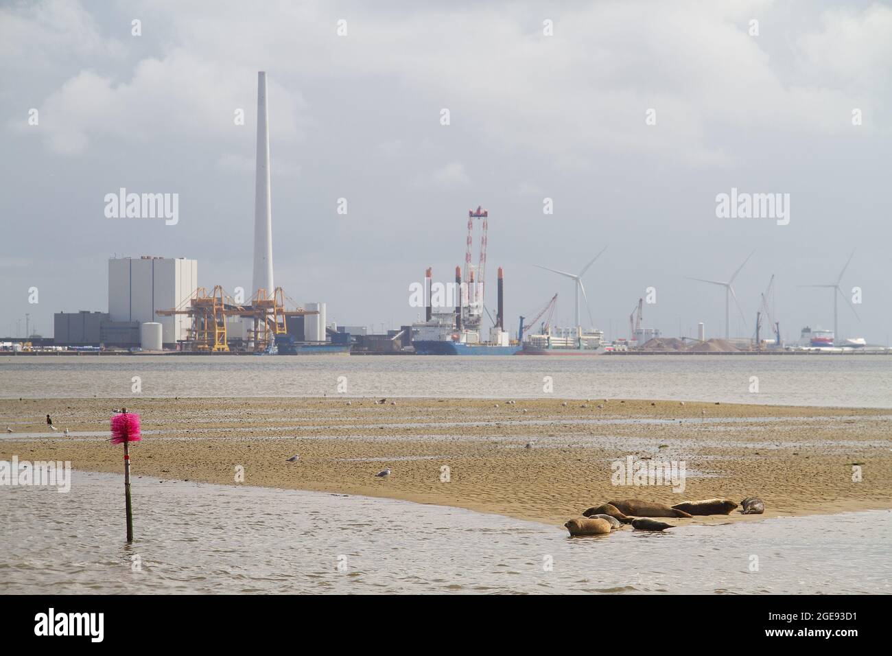 Seals rest on a sandbar with a large industrial area in the background Stock Photo