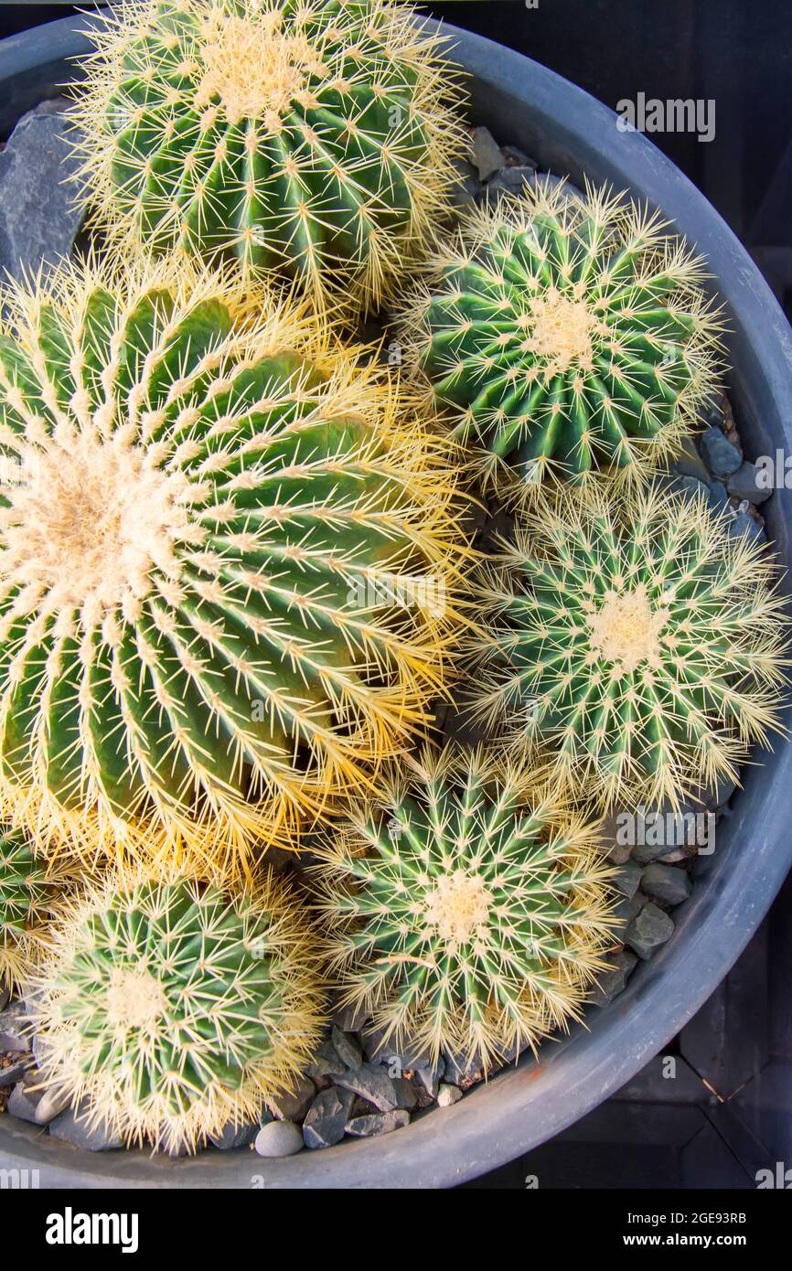 Round cacti planted in a circle top view Stock Photo