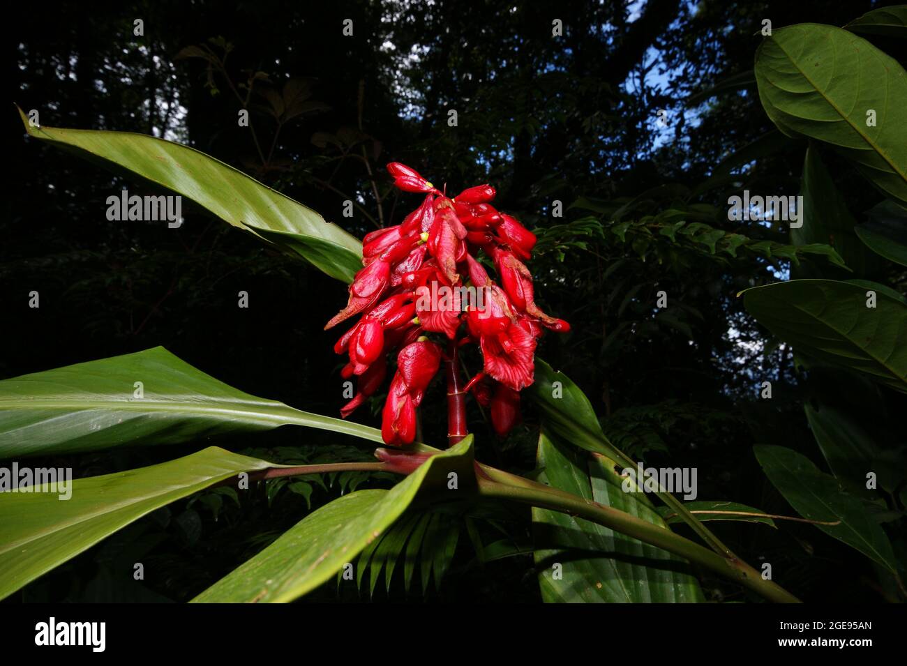 Red ginger flowers (Plagiostachys sp.), Sarawak, Borneo Stock Photo