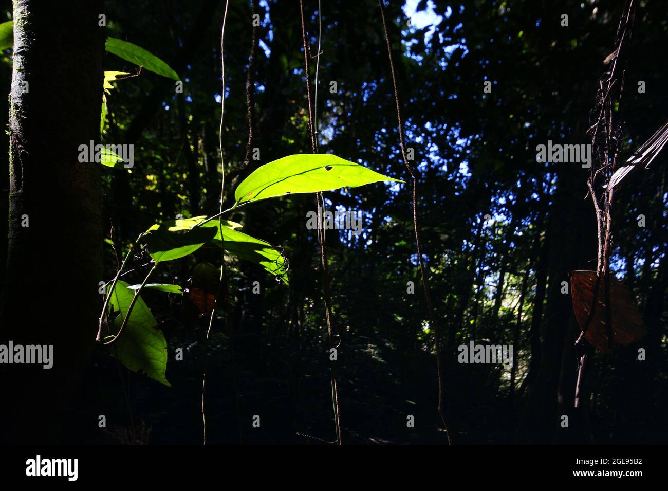 Rainforest trees with sunlight shining through leaves, idyllic atmosphere, Sarawak, Borneo Stock Photo