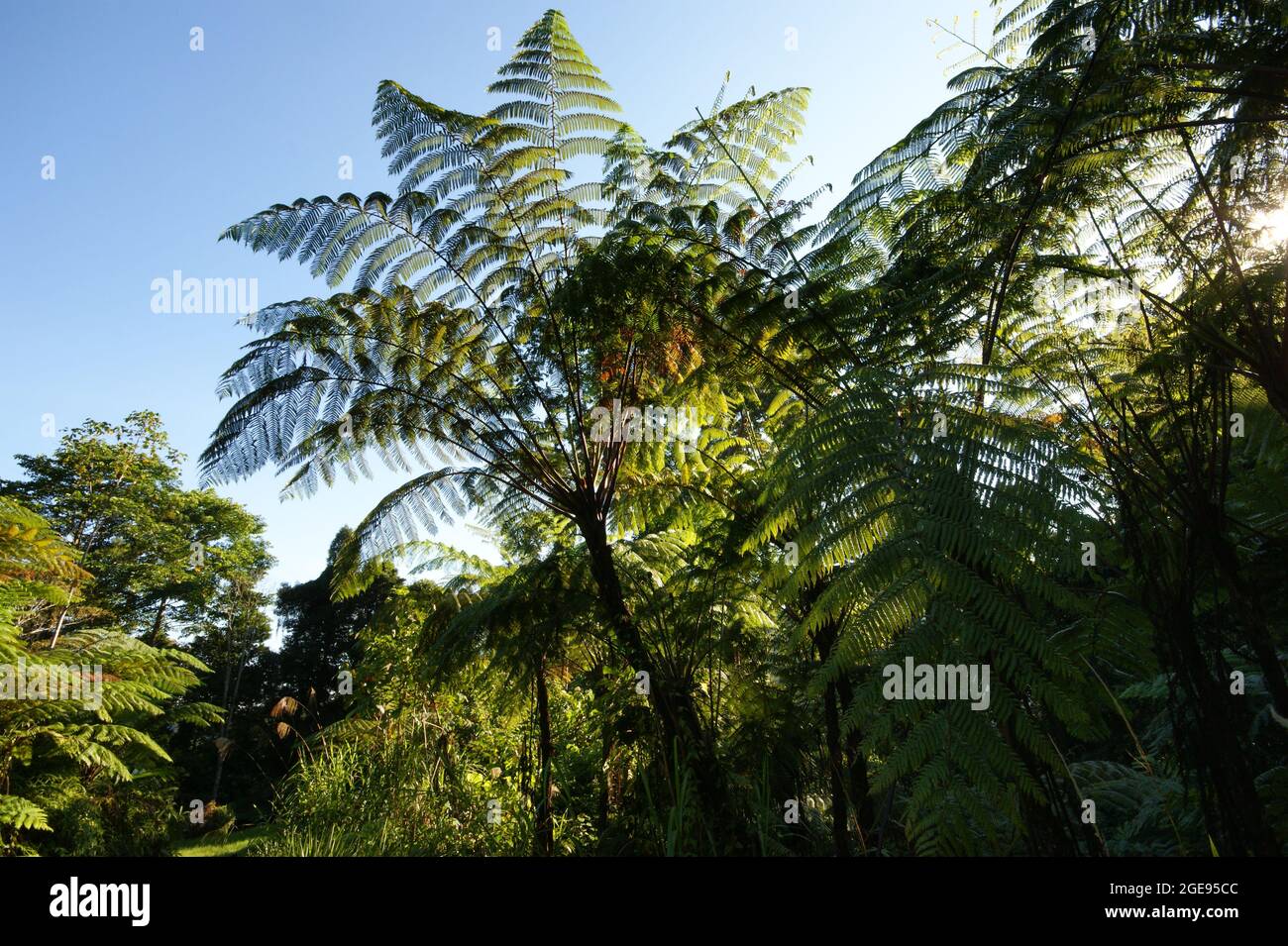 Huge tree fern leaves (Cyathea ssp.) with blue sky, Sarawak, Borneo Stock Photo