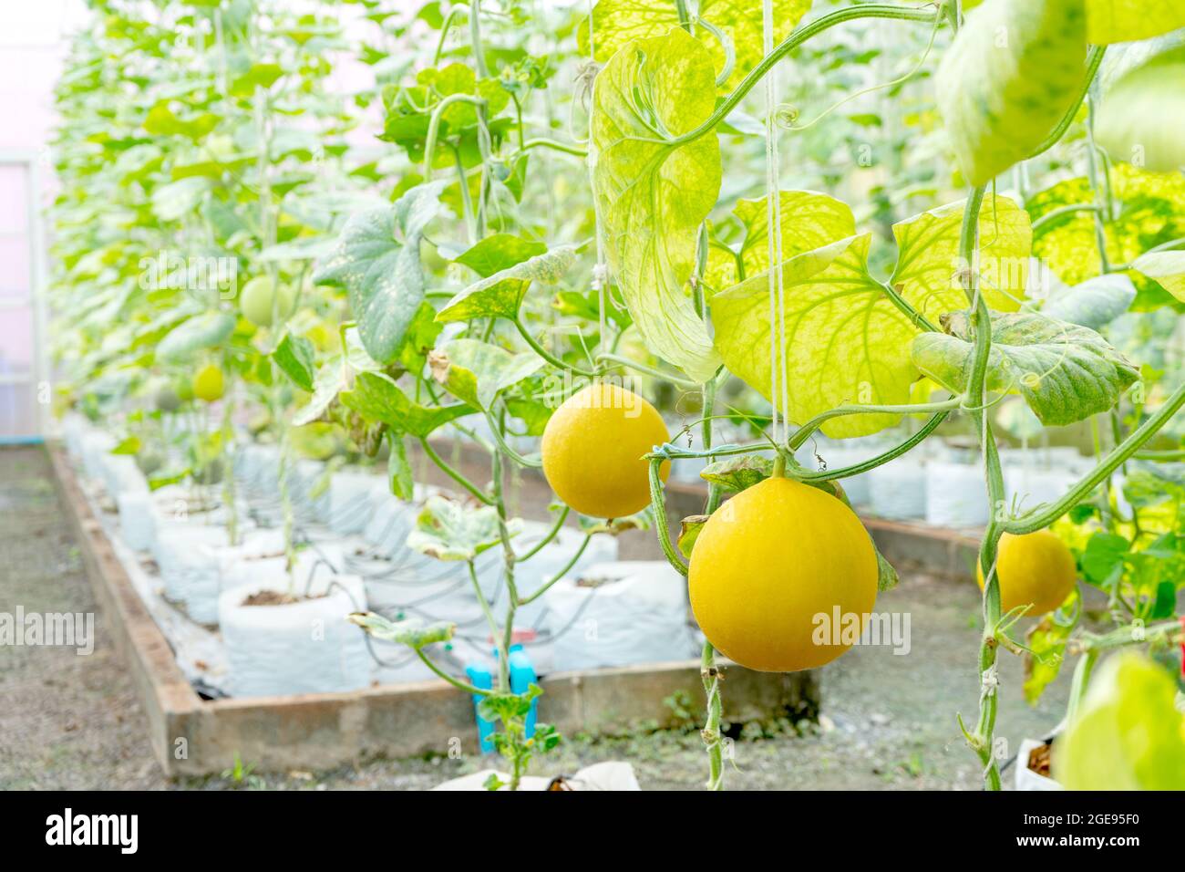 cantaloupe or melon fruit in the greenhouse  farm there are a lot of tree Stock Photo