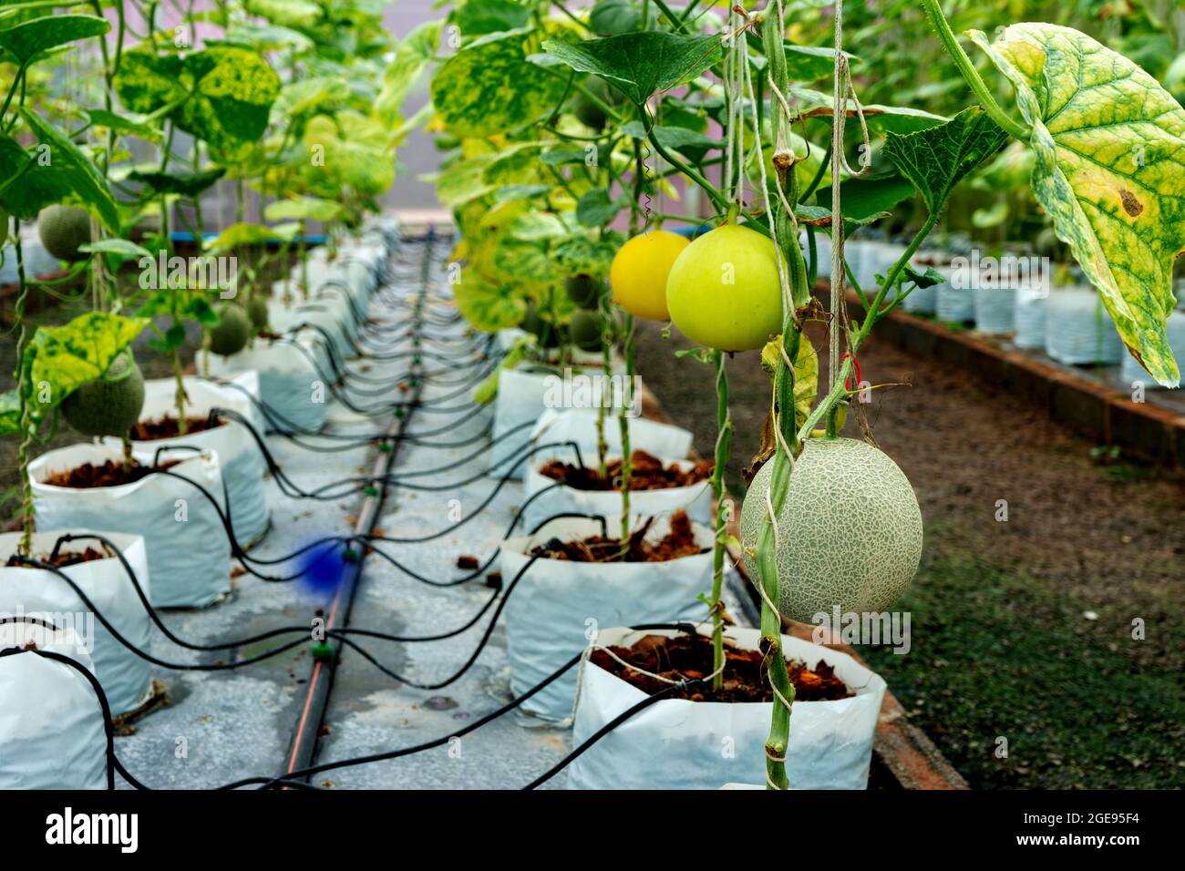 cantaloupe or melon fruit in the greenhouse  farm there are a lot of tree house nursery Thailand Asia Stock Photo