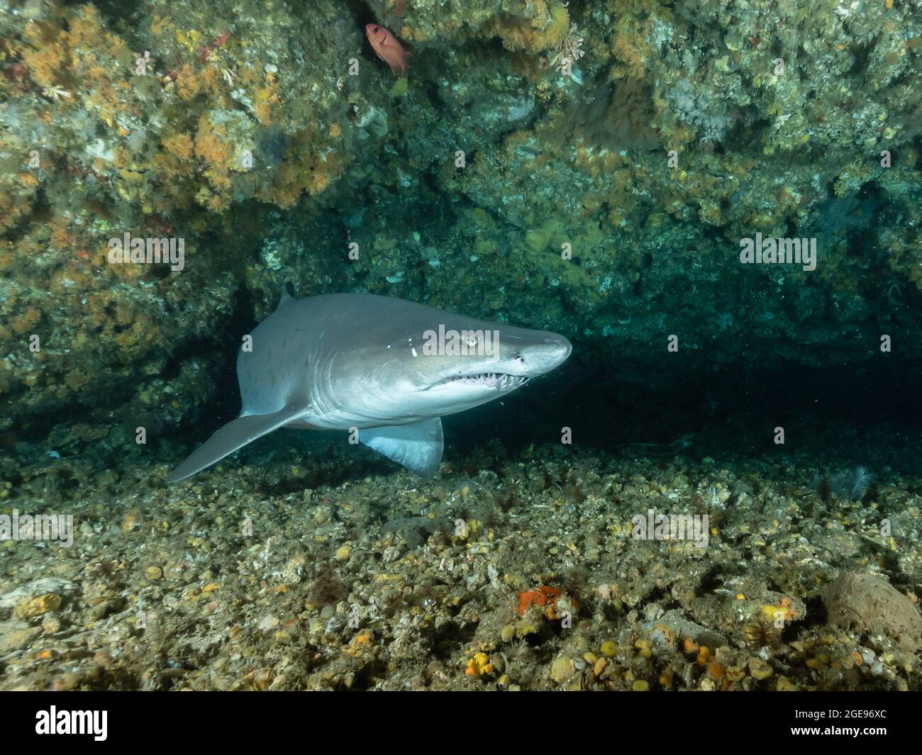 Carcharis hi-res stock photography and images - Alamy
