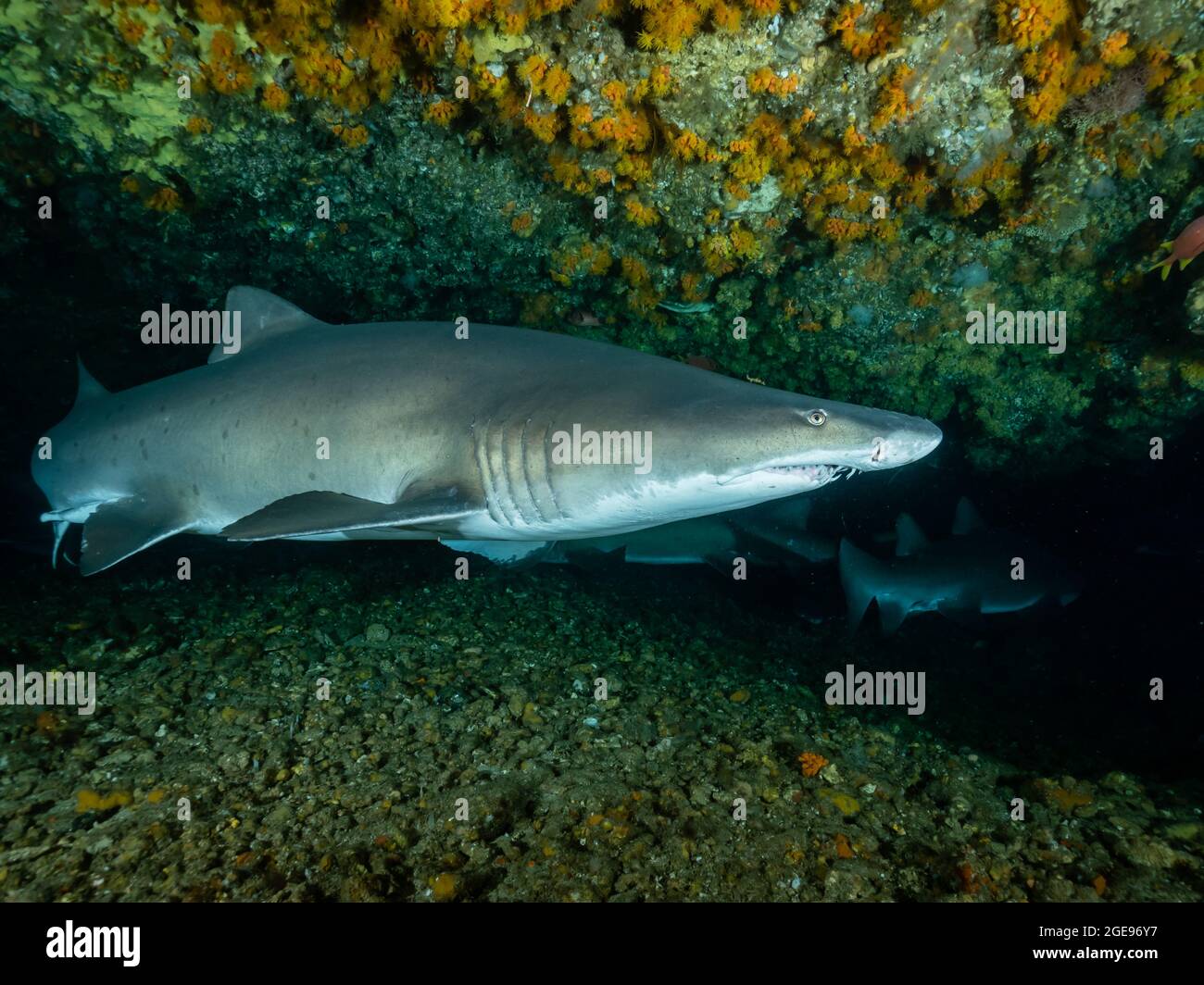 Sand tiger shark in a cave, South Africa Stock Photo - Alamy