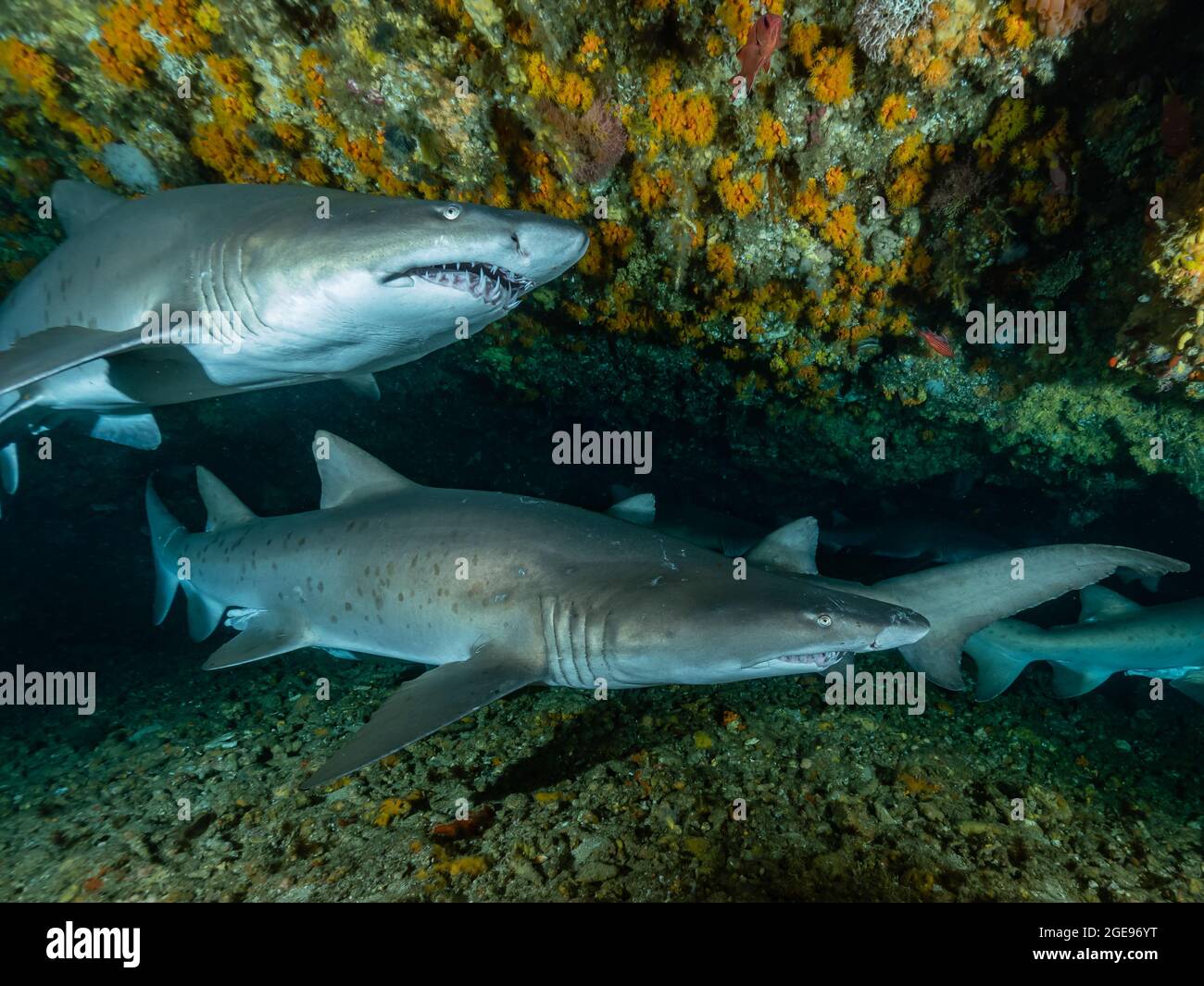 Sand tiger shark in a cave, South Africa Stock Photo - Alamy