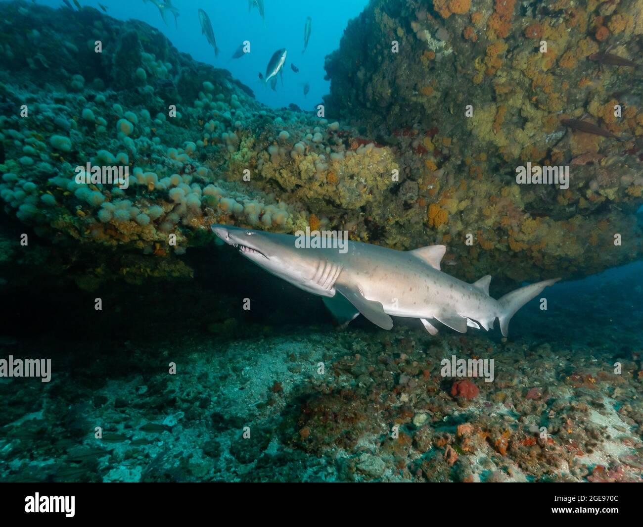 Sand tiger shark in a cave, South Africa Stock Photo - Alamy
