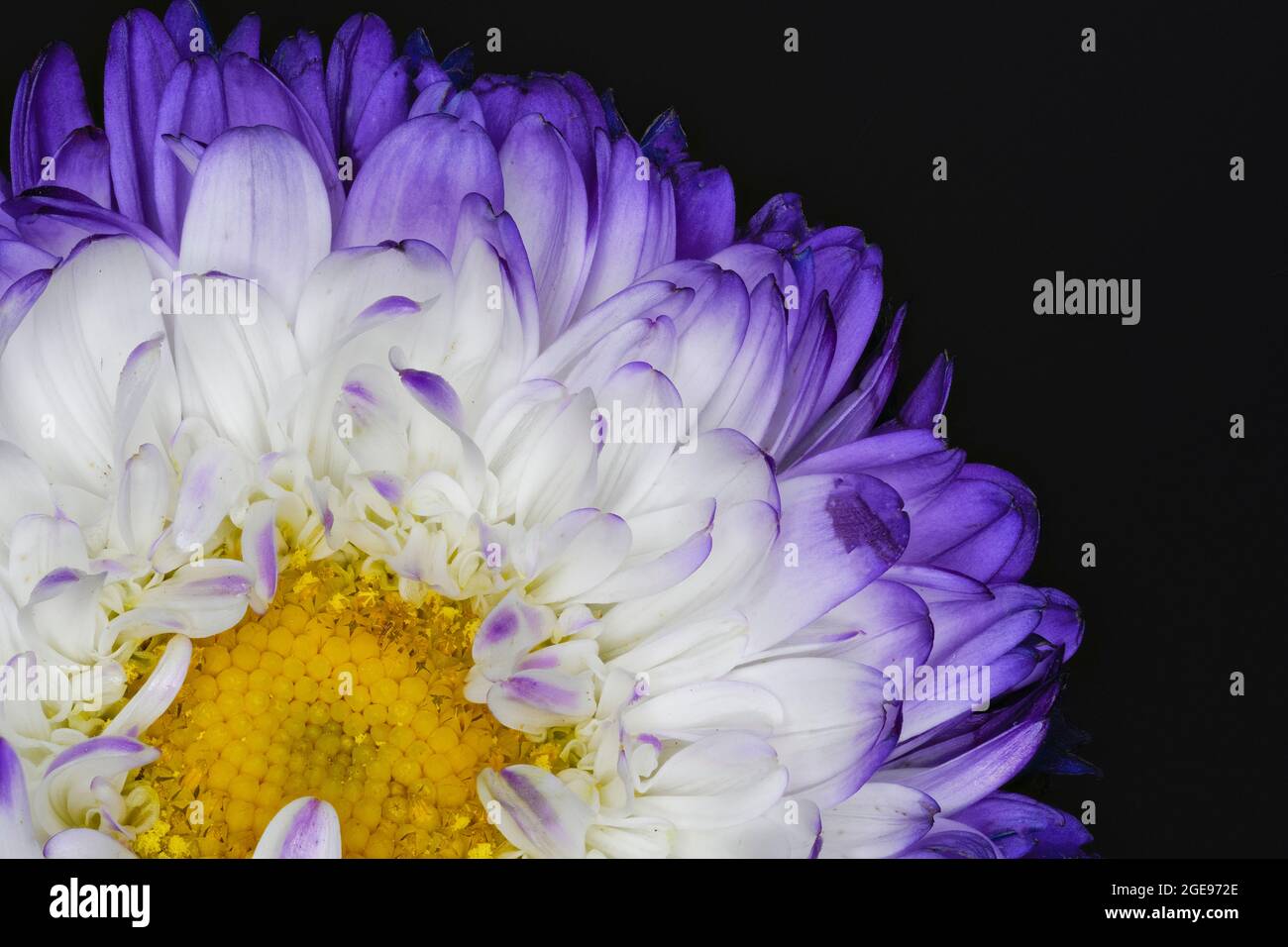 A beautiful single purple and white Aster flower photographed against a plain black background Stock Photo