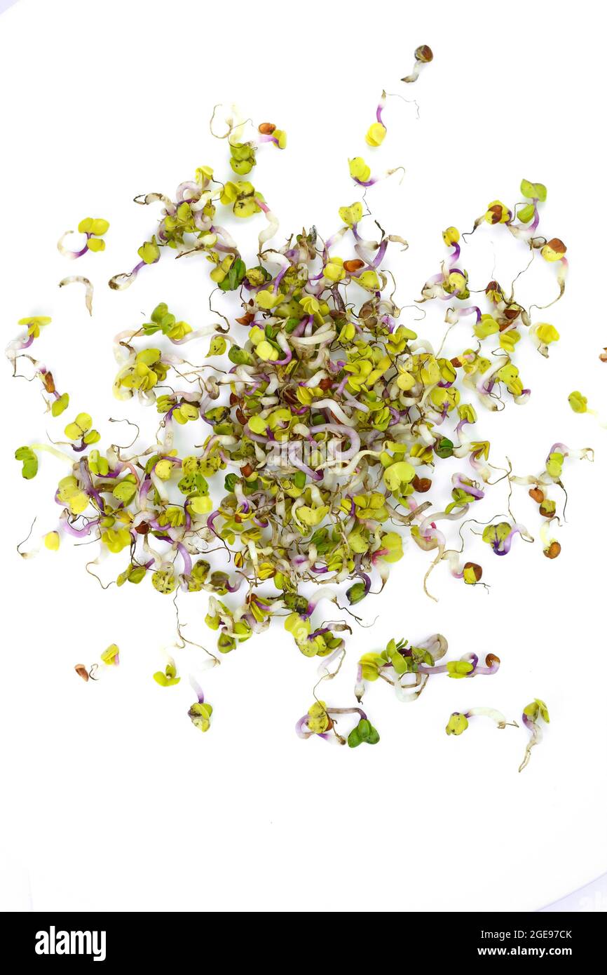 Radish germs isolated on white. Organic Sprouted Daikon Radish With