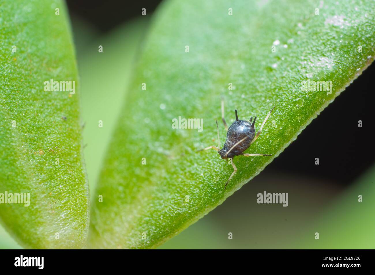One black colored aphid on the leaf. These are the insect pest which suck the cell sap and damage the agriculture crops. Used selective focus. Stock Photo