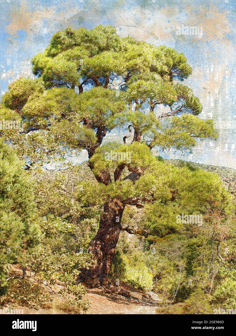 Tall pine tree against the sky and mountains. Pinus brutia. Summer landscape.  Digital watercolor painting. Stock Photo