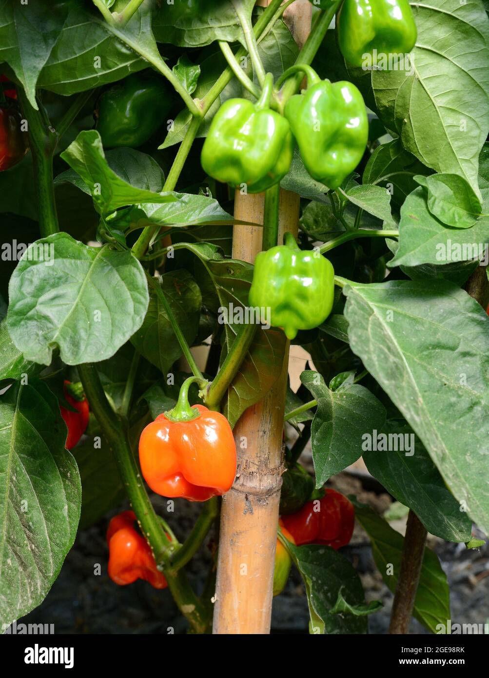 Habaneros chili pepper plant with green and red ripe fruits in the ...