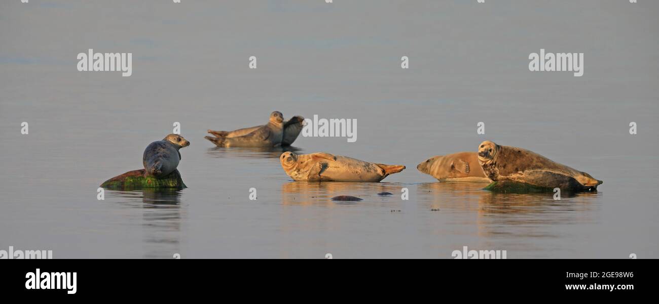 Seals resting on rocks /  Calm sea Stock Photo