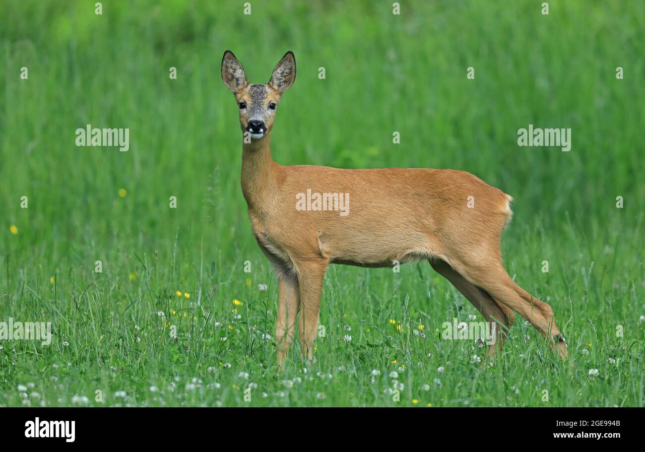 High alert Roe deer on grass field staring at camera Stock Photo