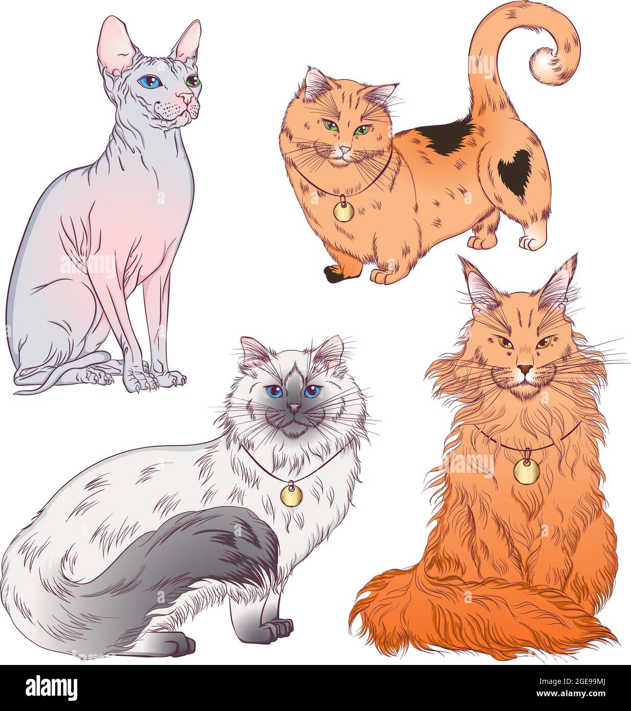 Set of cats different breeds Stock Vector Image & Art - Alamy