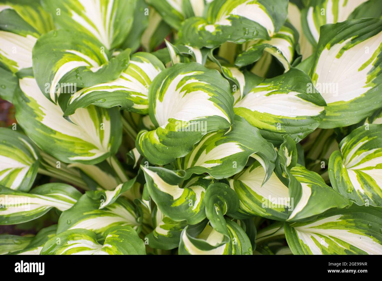 Background of green leaves with a white center. Abstraction from greening  plants. Backdrop, substrate, texture for postcards, presentations,  screensavers, captions, inscriptions or desktop wallpaper Stock Photo -  Alamy