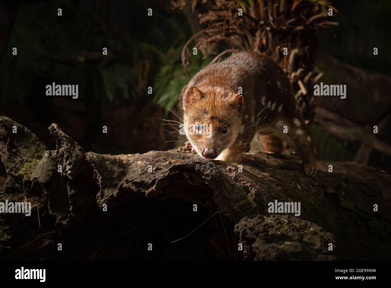 Closeup shot of a Tiger Quoll, Spottedtail Quoll in Tasmania, Australia Stock Photo Alamy