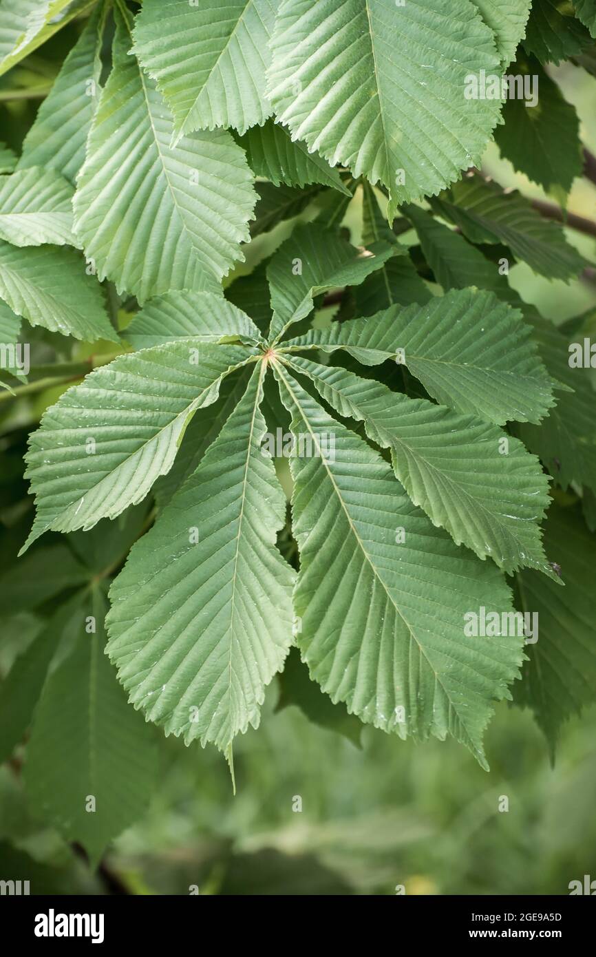 Background from green leaves of chestnut. Abstraction from greening plants.  Backdrop, substrate, texture for postcards, presentations, screensavers,  captions, inscriptions or desktop wallpaper Stock Photo - Alamy