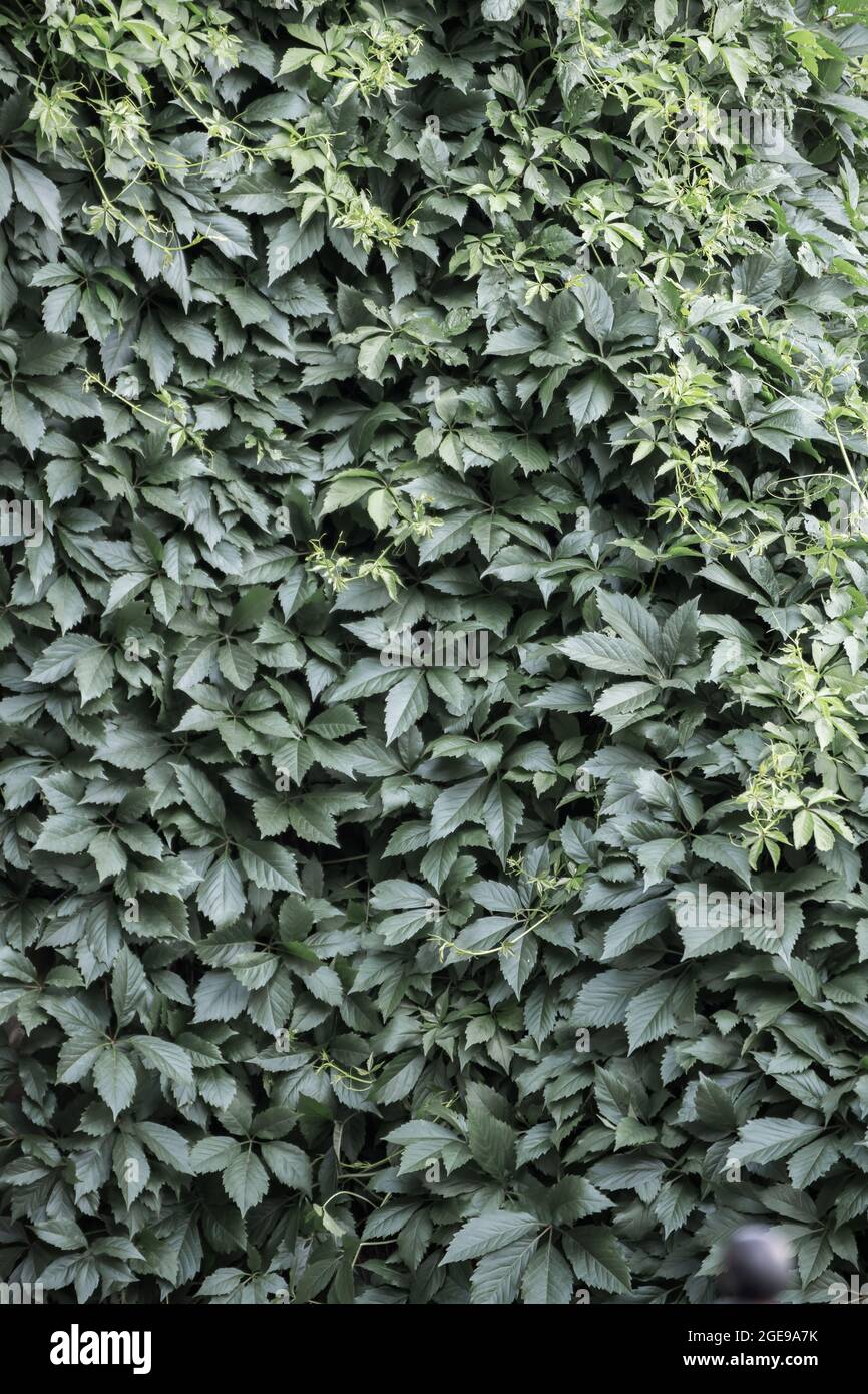 Background of dark green leaves on the wall. Abstraction from greening  plants. Backdrop, substrate, texture for postcards, presentations,  screensavers, captions, inscriptions or desktop wallpaper Stock Photo -  Alamy