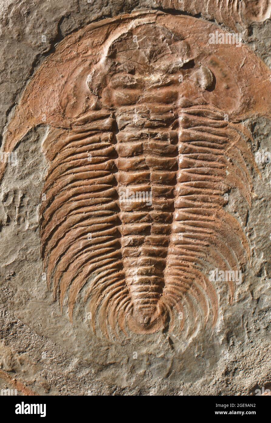 Closeup ancient fossilized clam made of stone Stock Photo