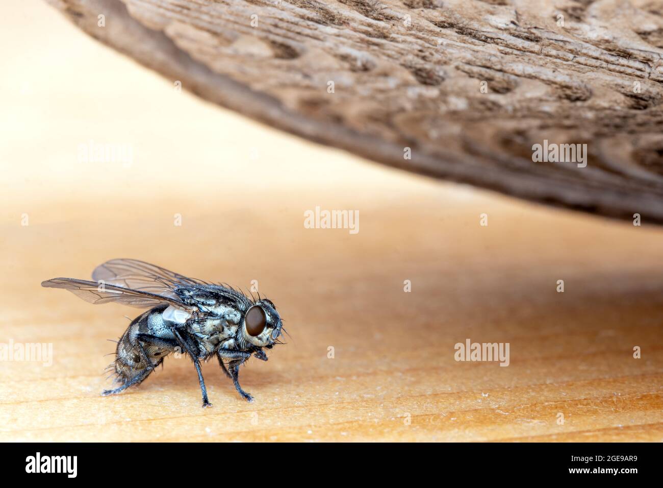 The fly sits on the floor, under the falling sole of the slippers Stock Photo