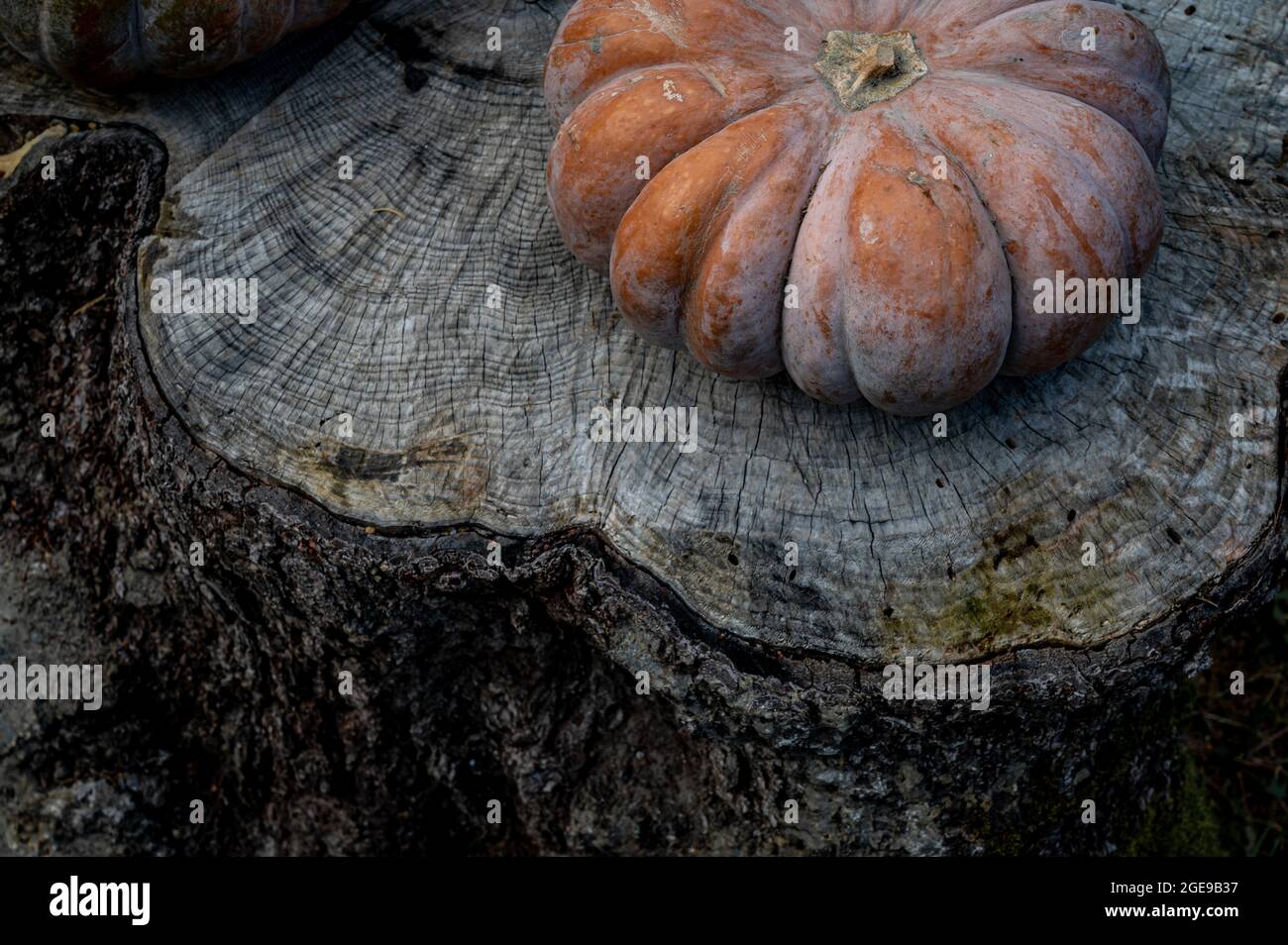 Pumpkins on wood. Halloween and harvest. Celebration event. Stock Photo
