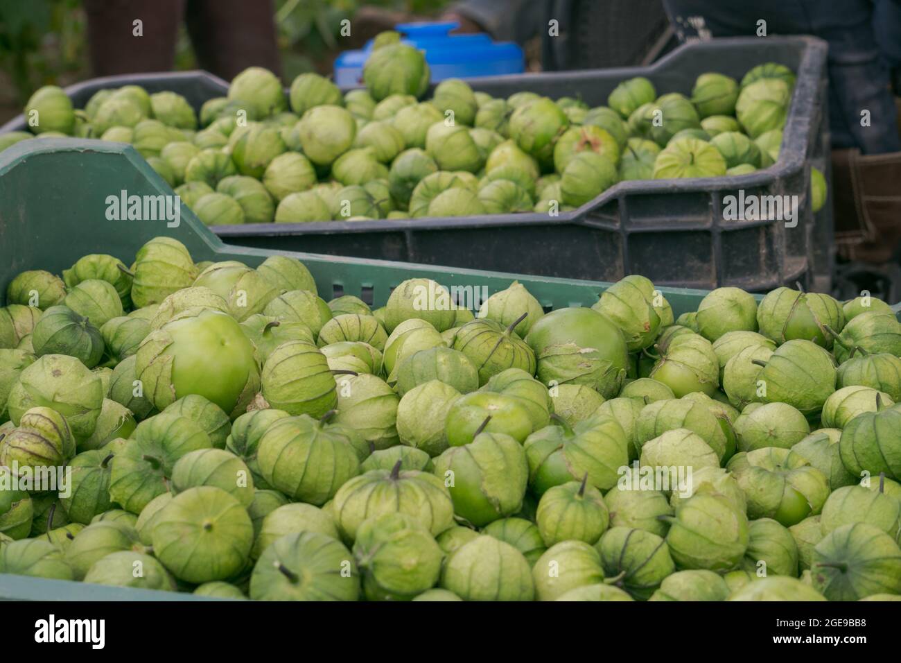 Green tomatillos, Physalis philadelphica, during the harvest Stock Photo