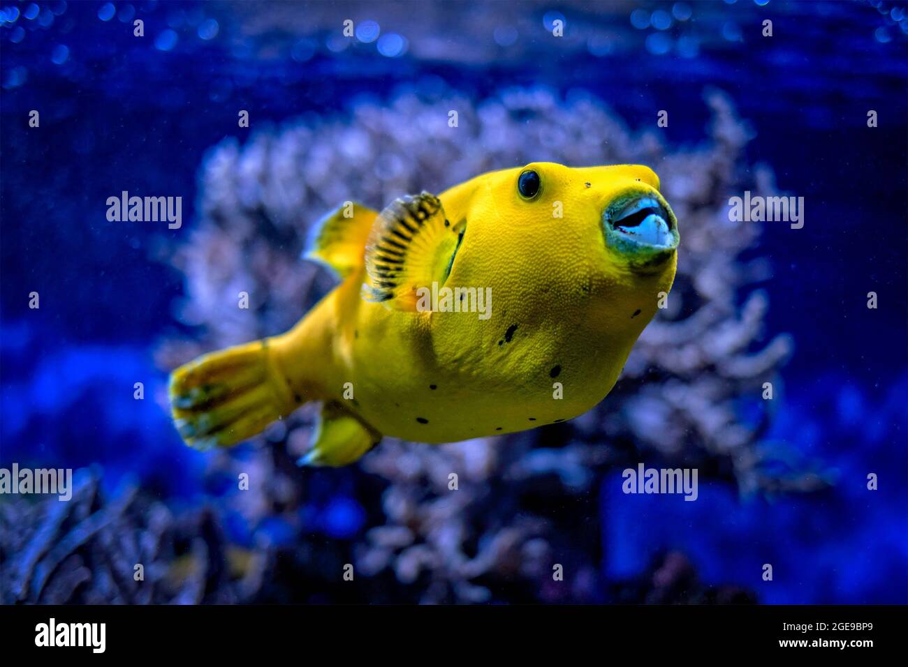 Yellow golden puffer guineafowl puffer fish underwater Stock Photo - Alamy