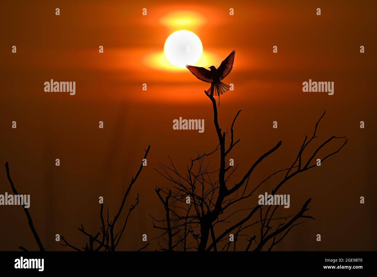 Green Bee-eater flight and the sun set at the background. Stock Photo