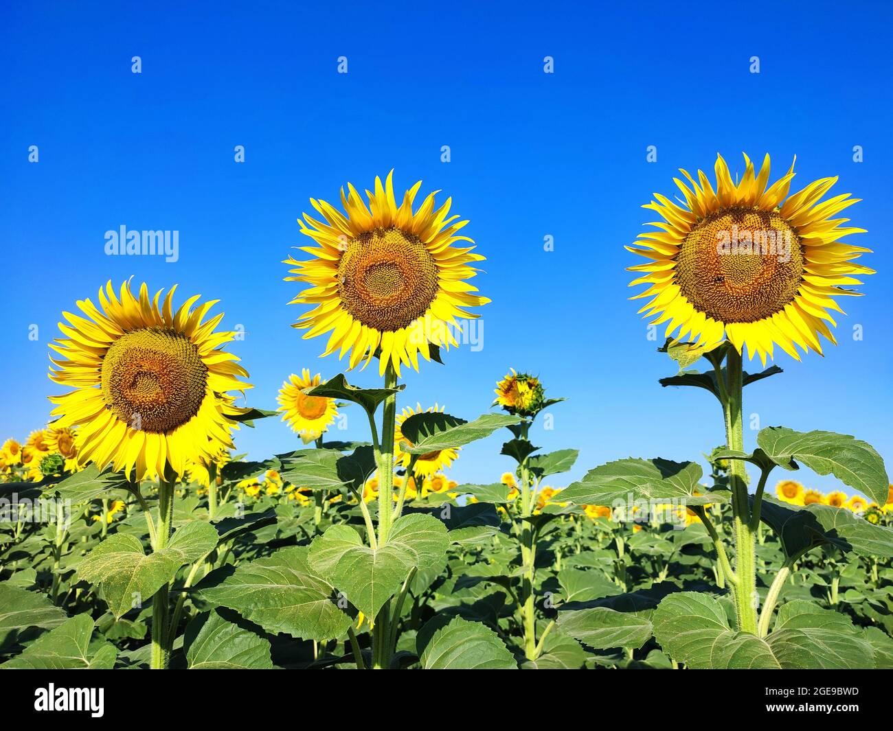 Sunflowers growing blooming on field on summer day. Nature background Stock Photo
