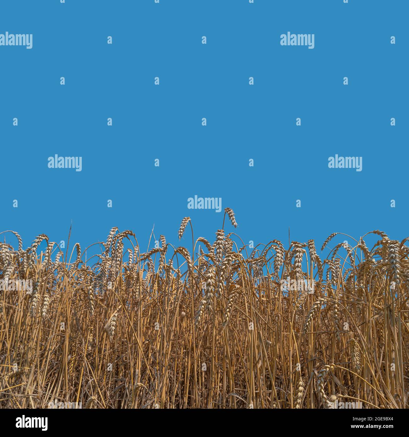 Quadrat cover page with beautiful farm landscape of mellow wheat crops in late Summer with deep blue sky at sunny day with copy space for text Stock Photo