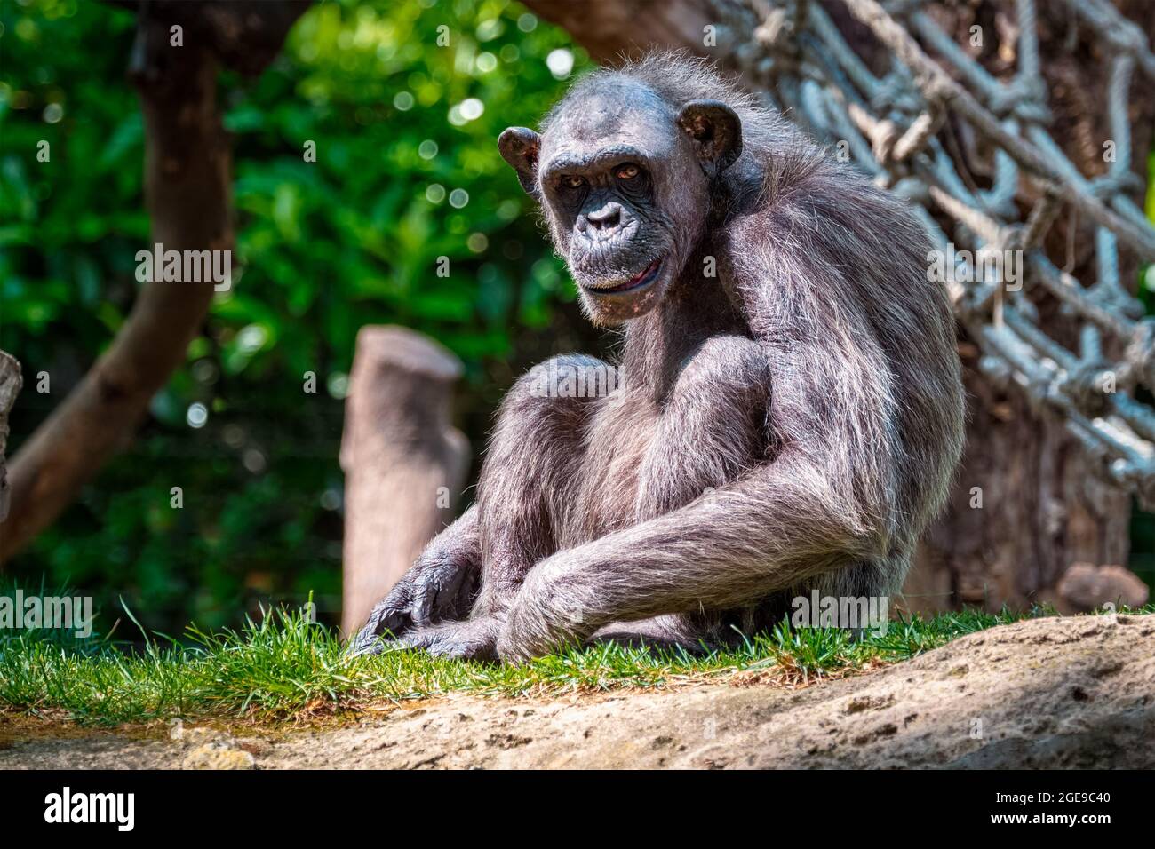 Chimpanzee african rainforest hi-res stock photography and images - Alamy