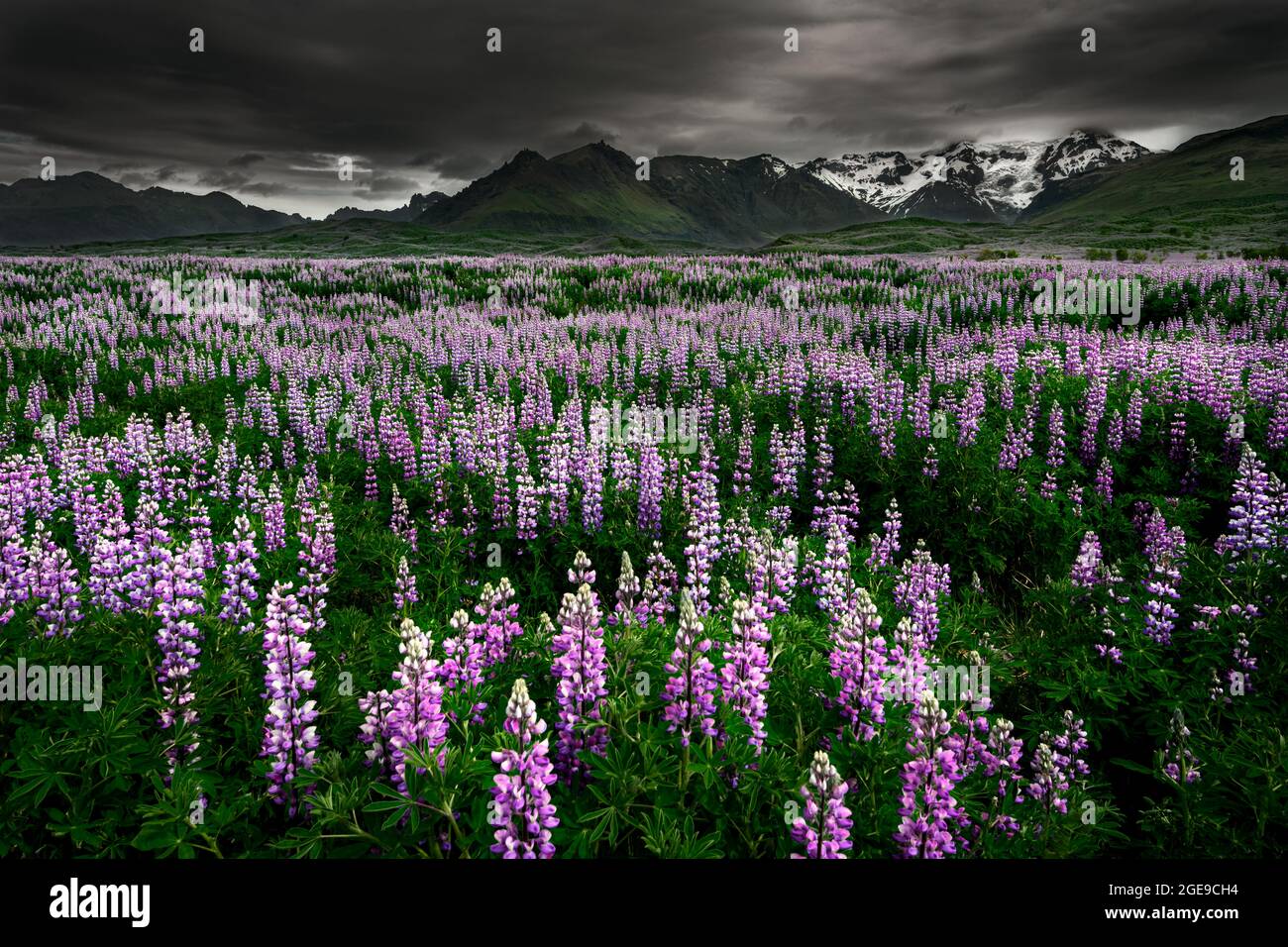 Field of Lupines in Iceland's summer months. Stock Photo