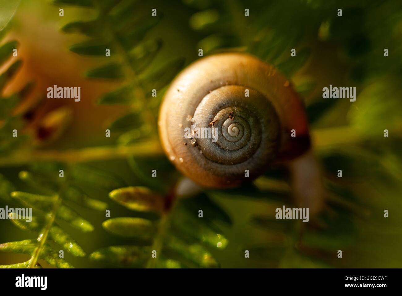 Beautiful snail in dawn sunrise on a green fern close up. Gastropod macro nature background Stock Photo