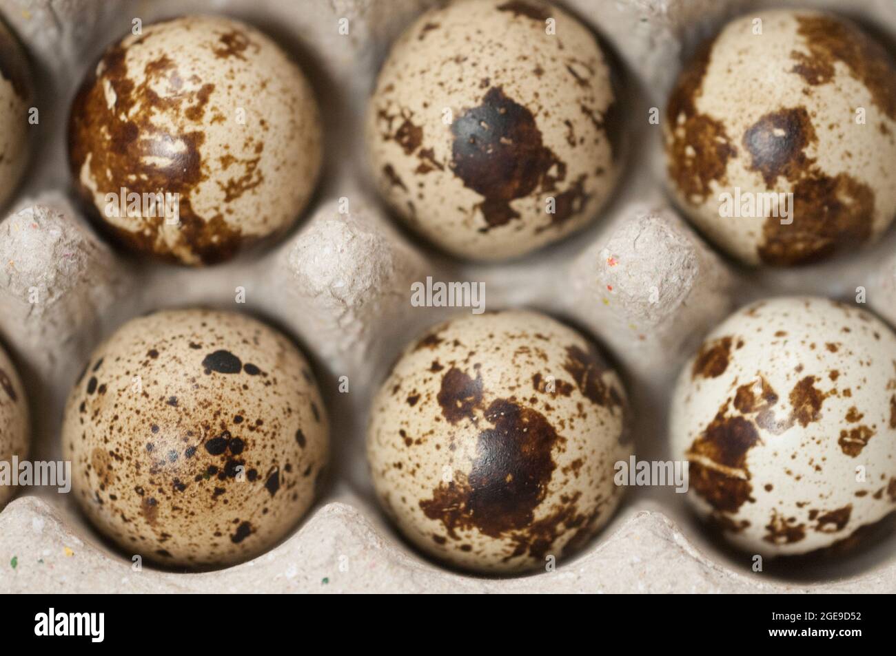 Quail eggs in a cardboard stand, close up shot Stock Photo