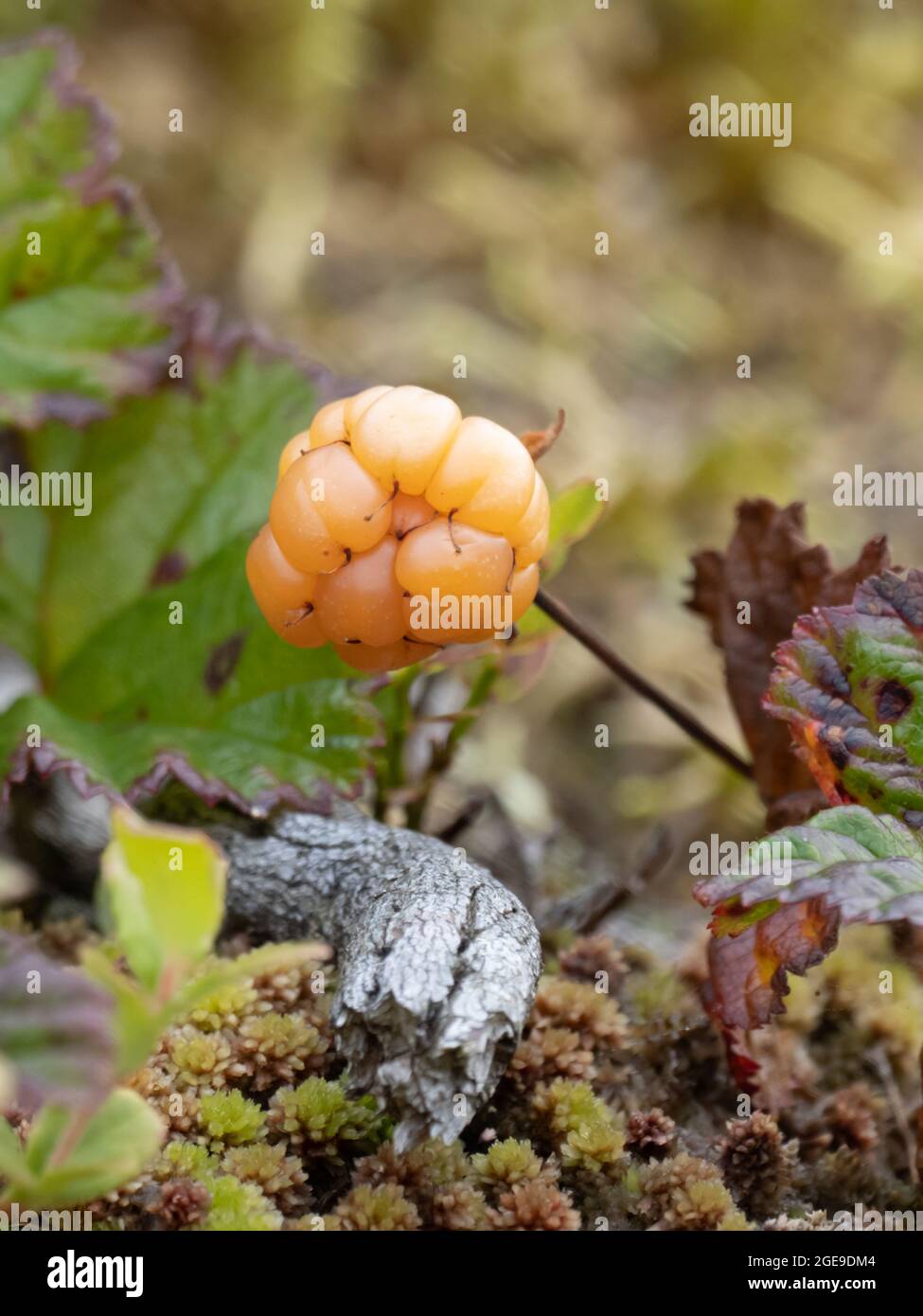 Rubus chamaemorus, common names include Cloudberry, Nordic Berry, Bakeapple, Knotberry, Knoutberry, Aqpik and Low-bush Salmonberry Stock Photo