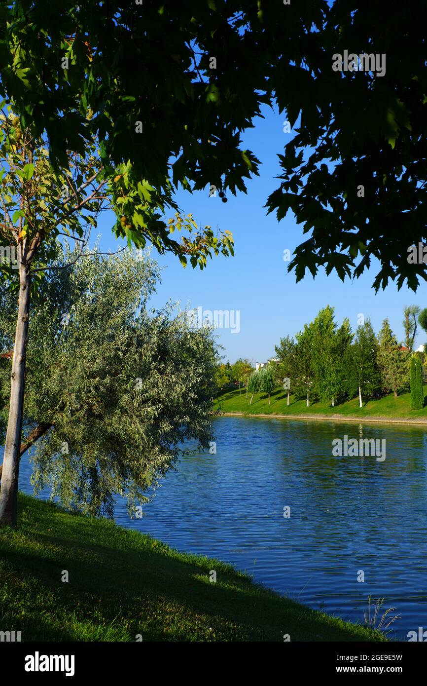 Green Riverside with Trees and Grass Stock Photo