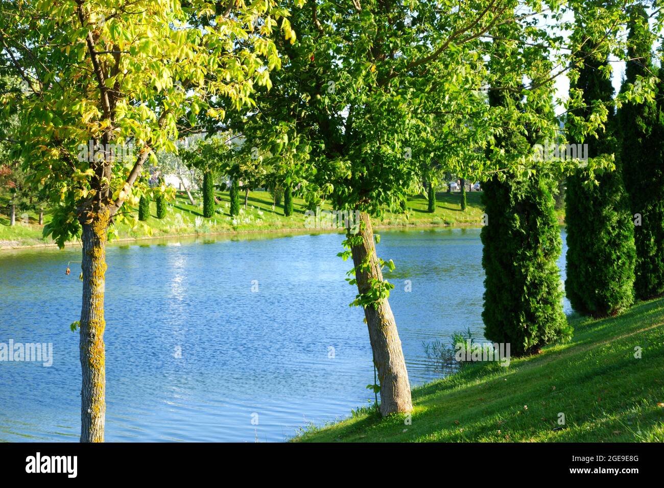 Green Riverside with Trees and Grass Stock Photo