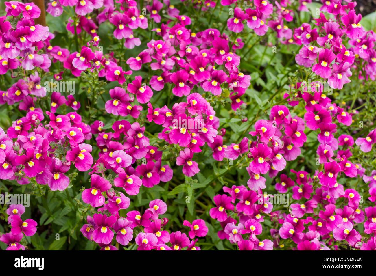 Pink Nemesia flowers in summertime UK Stock Photo Alamy