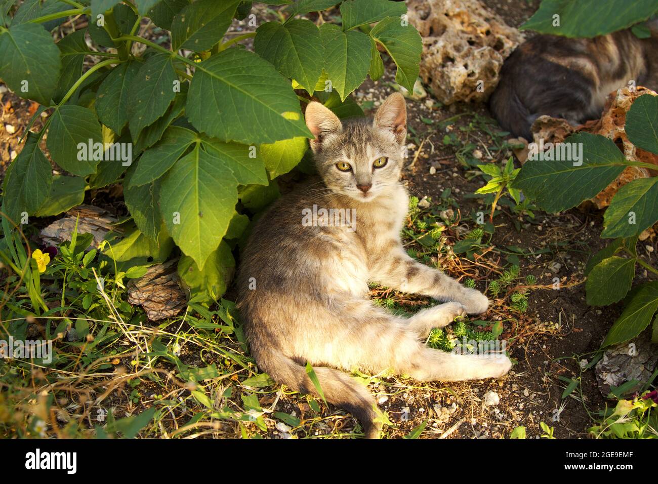 Cute baby cat in the garden Stock Photo