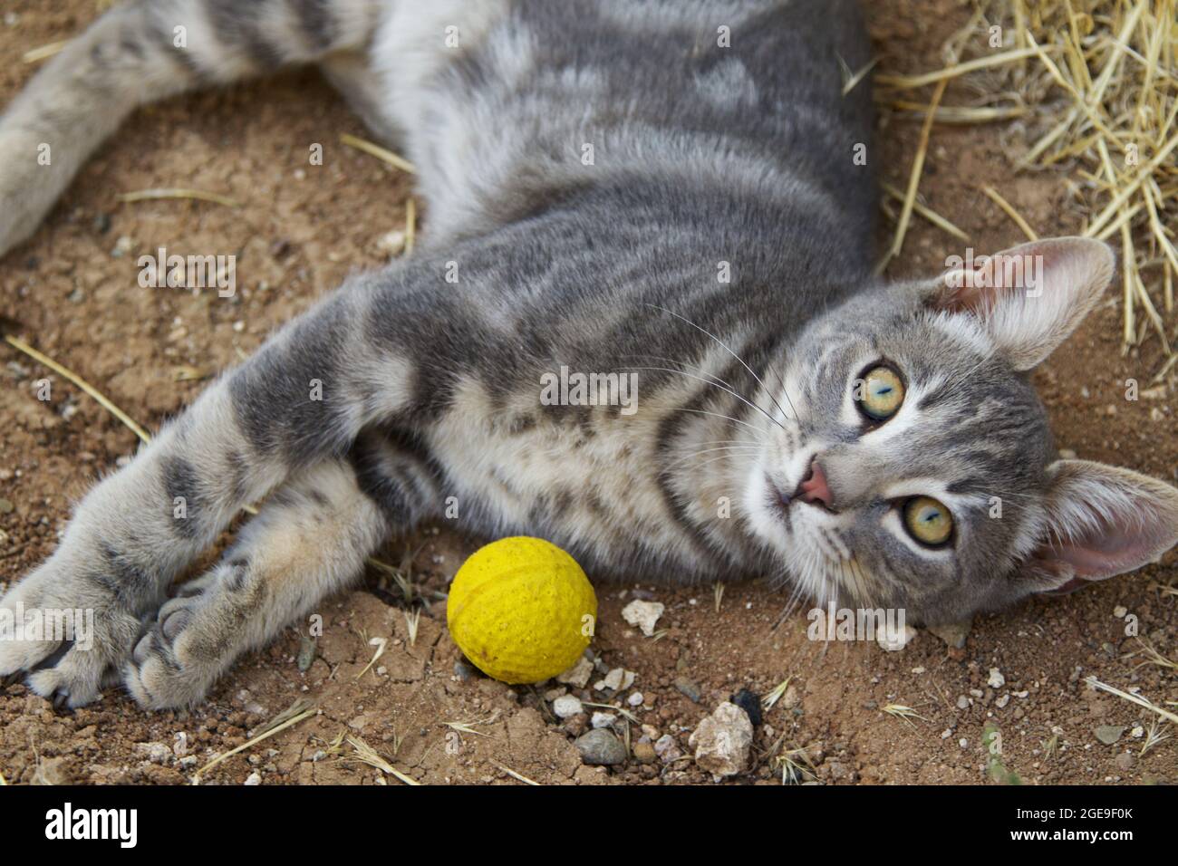 Cute baby cat in the garden Stock Photo