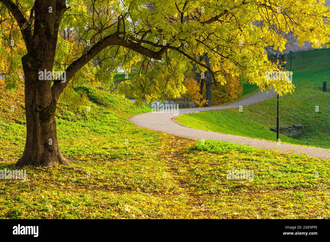 autumn-park-alley-autumn-city-park-beautiful-yellow-autumn-tree-on-the-foreground-stock-photo