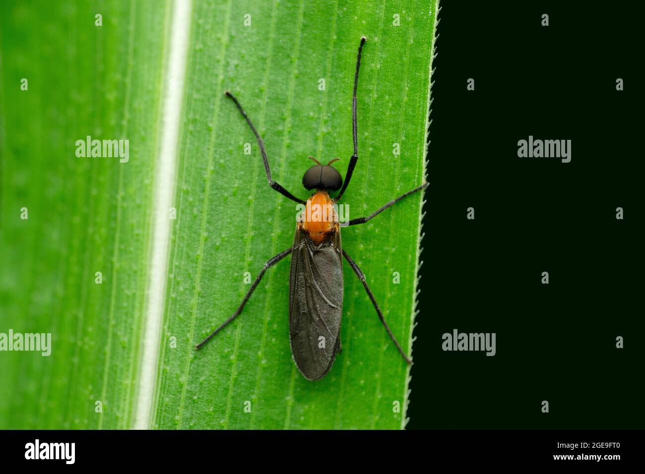 Black-winged Fly, Penthetria heteroptera, Satara, Maharashtra, India Stock Photo