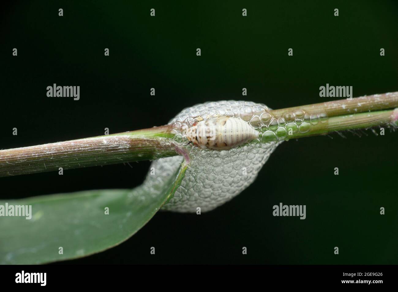 Nymphal form of spittlebug encased in foam for protection and moisture, prosapia species, Satara, Maharashtra, India Stock Photo