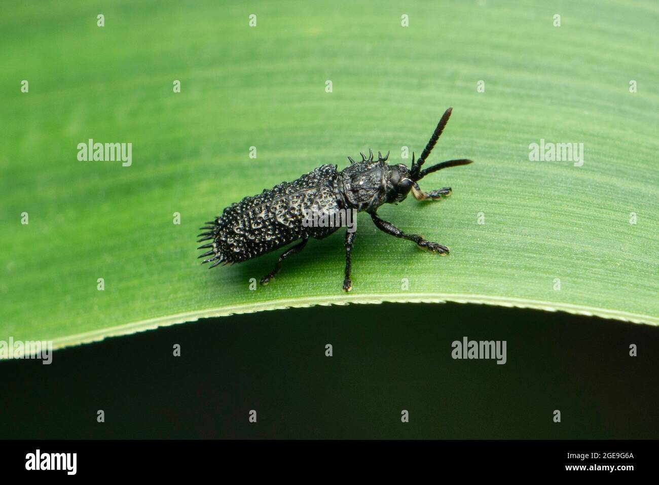 Black spiny beetle, leaf beetle also known by its common name rice hispa, Dicladispa armigera, Satara, Maharashtra, India Stock Photo
